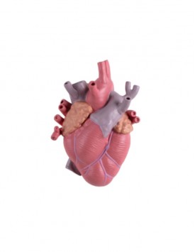 Love in Bloom Vaso Anatomico